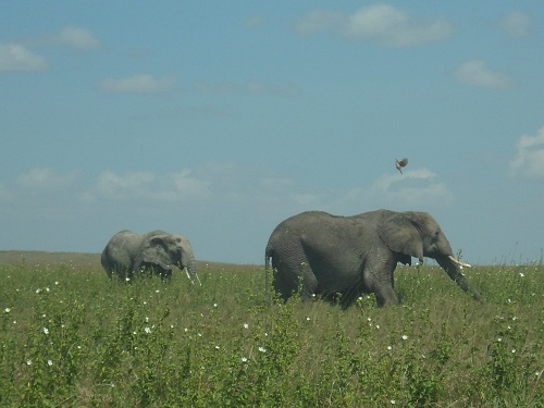 elephants elephants