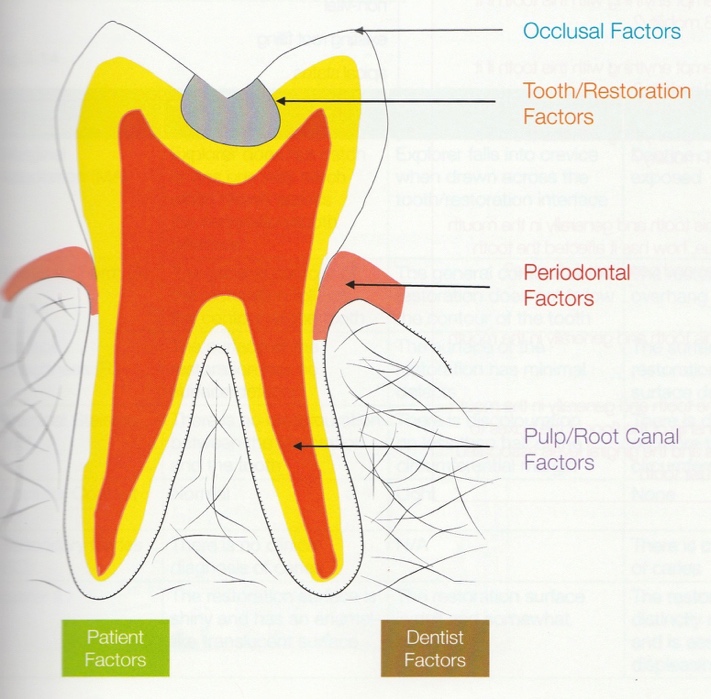 Occlusal factors Occlusal factors