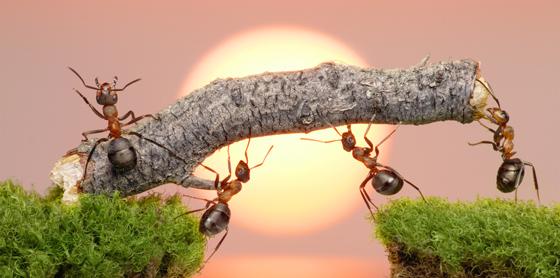 team-of-ants